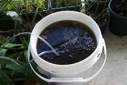 Compost Tea